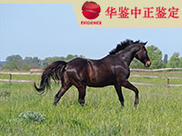 拉萨马做动物亲子鉴定