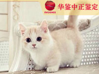 拉萨猫做动物亲子鉴定