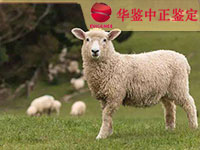 拉萨羊做动物亲子鉴定